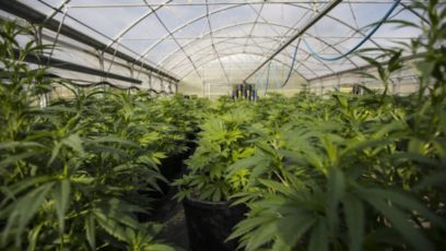 大麻植物