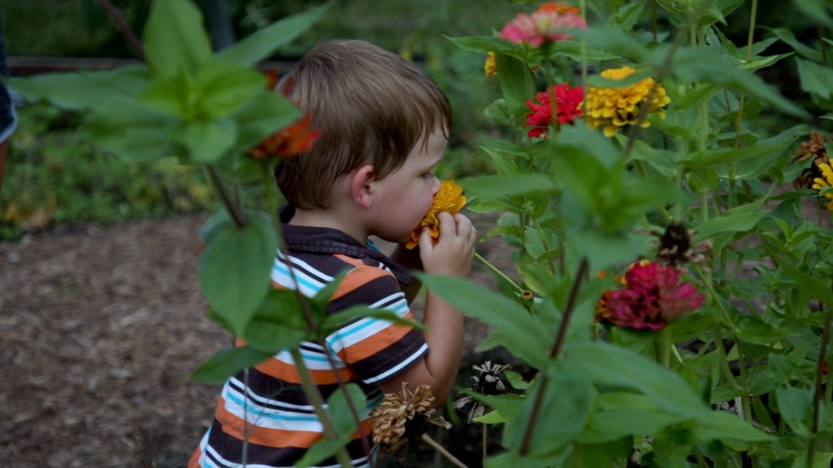 在鲍威尔花园的蝴蝶花园，一个小孩在闻一朵本地花。