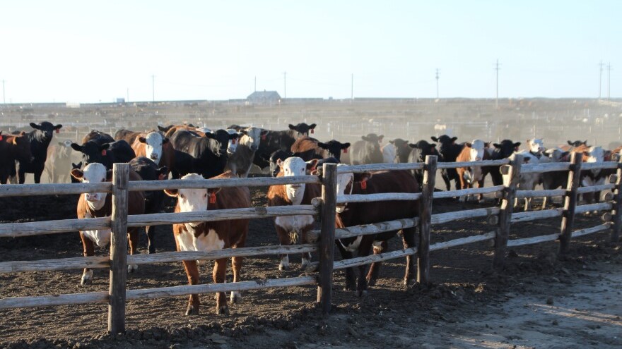 像花园城这样的牛饲养场依靠充足的玉米供应来喂养动物。在堪萨斯州的任何农业部门中，牛牧场和饲养对经济的影响最大，为州经济贡献了大约90亿美元。